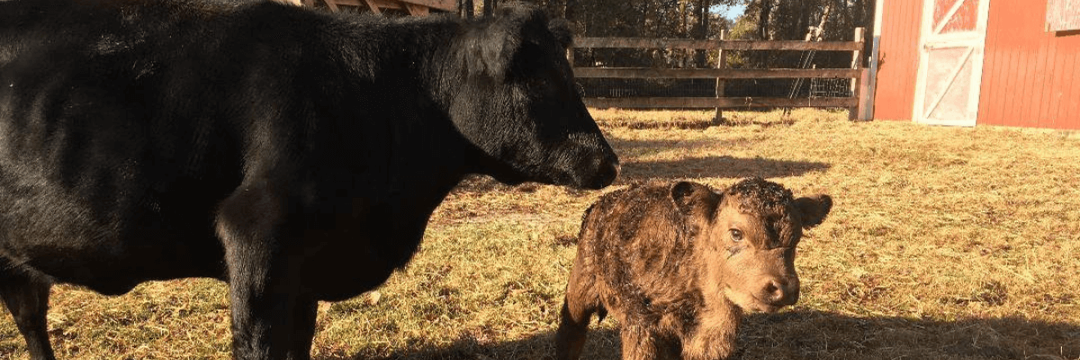 Central Shore Veterinary Services